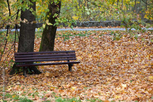 empty bench in the park in autumn