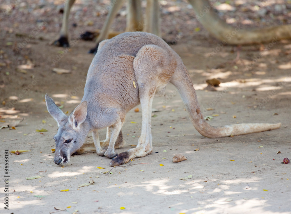 Grey Kangaroo Grey Kangaroo