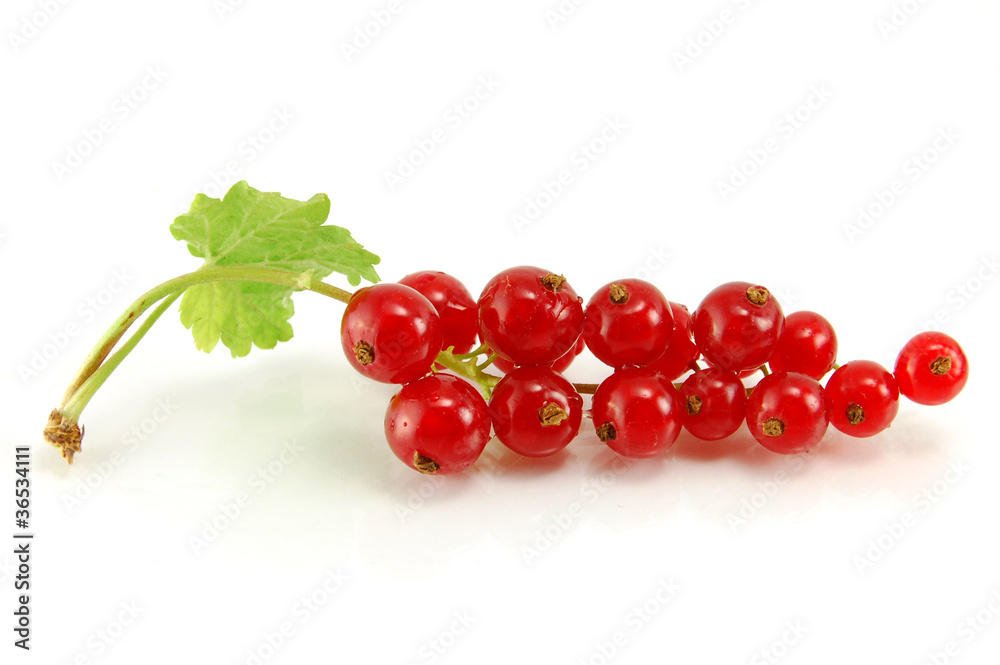 Isolated red currant Isolated red currant