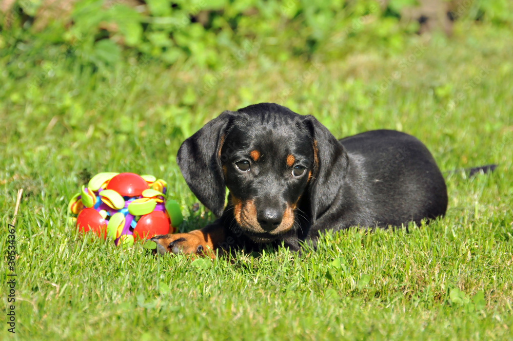 units dachshund playing with a ball