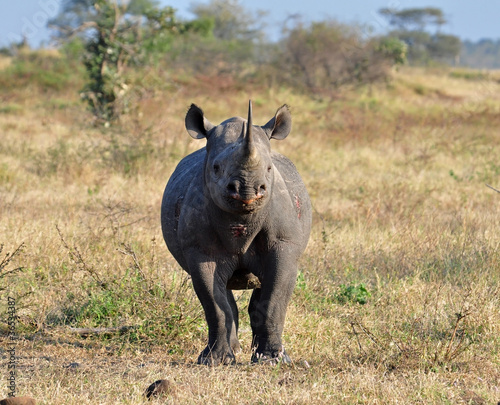 Africa Big Five: Black Rhinoceros