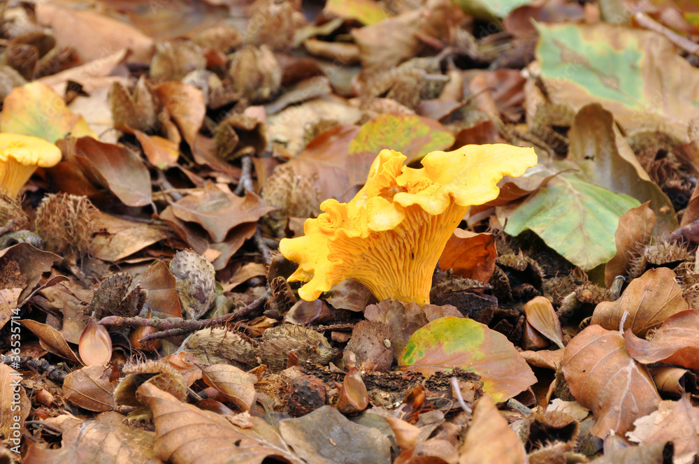 Chanterelle (Cantharellus cibarius) Chanterelle (Cantharellus cibarius)