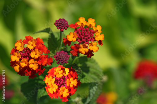 Lantana