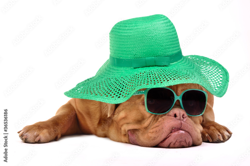 Foto op Glas Grappige hond met hoed en bril - Nikkel-Art.nl