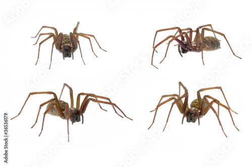 Domestic House Spider (Tegenaria domestica) 4 positions isolated