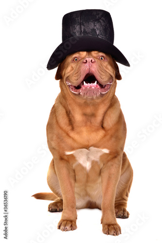 Gentleman dog wearing black hat