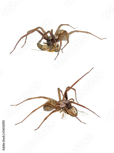 Domestic House Spider (Tegenaria domestica) with prey