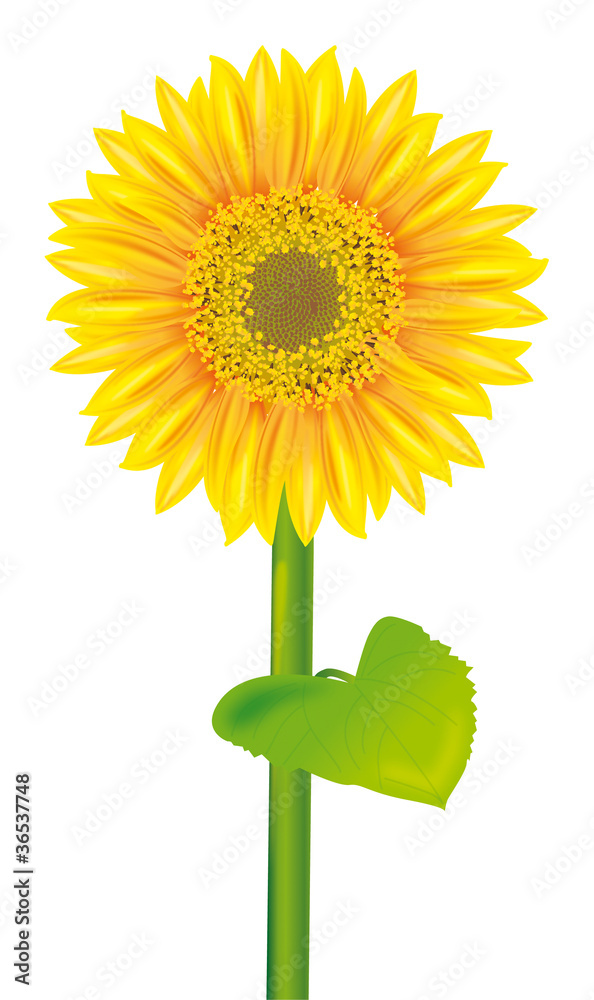 Fototapeta premium Tournesol