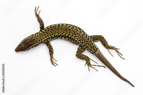 Lizard