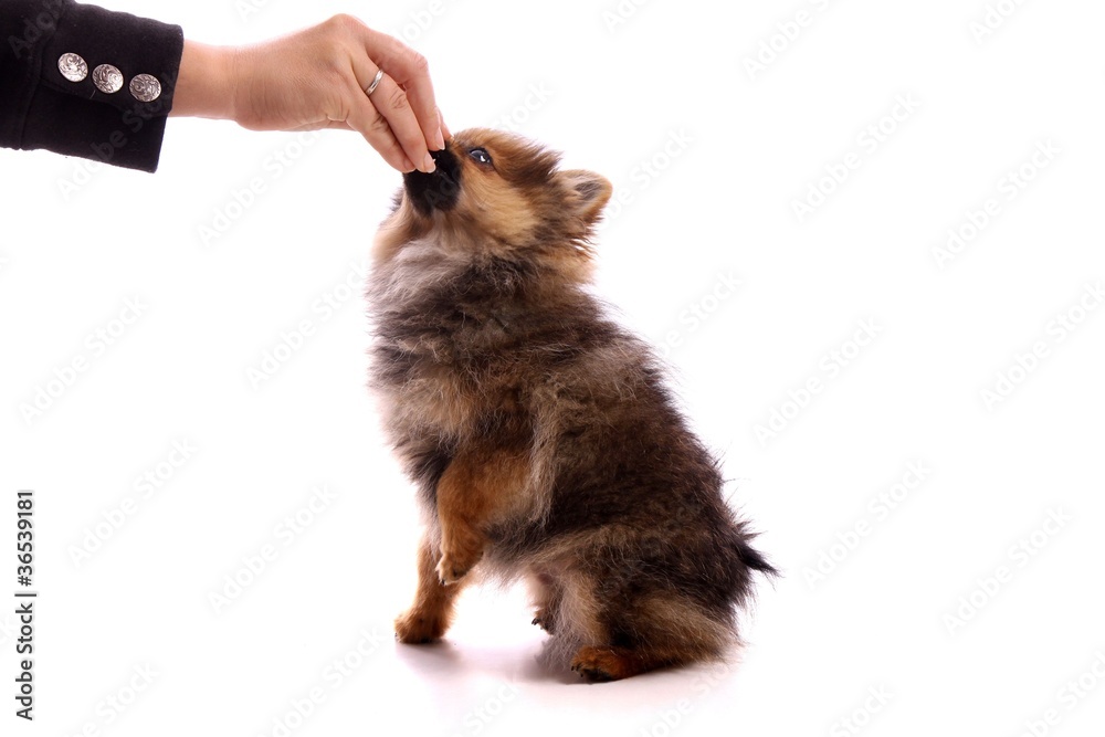 Obraz premium Welpe Pomeranian Zwergspitz beim Füttern