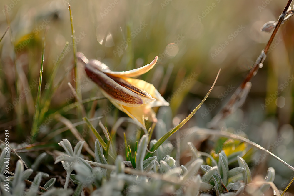 yellow snowdrop in high mountain valley with frost yellow snowdrop in high mountain valley with frost