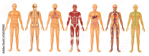 Obraz na plátně Human Body Systems