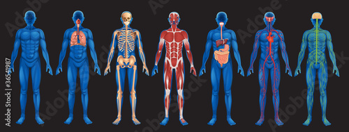 Foto Human Body Systems