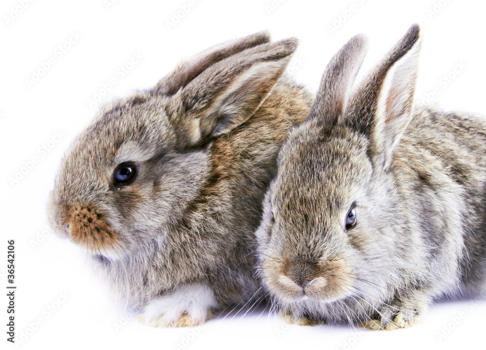 gray rabbits