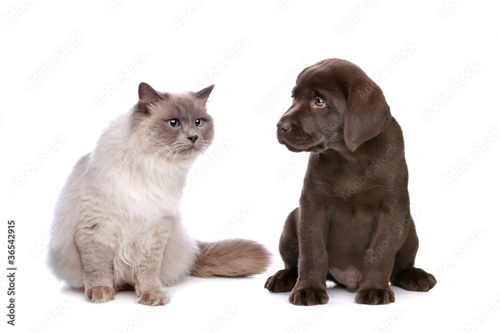 Fototapeta cat and puppy