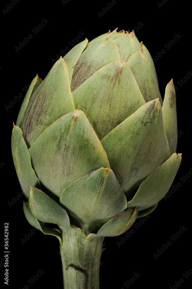 Fototapeta premium Artichoke