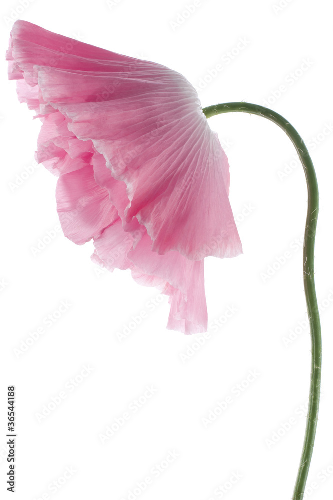 Fototapeta premium poppy