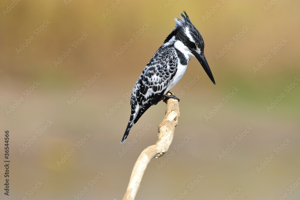 Obraz premium Pied Kingfisher (Ceryle rudis)