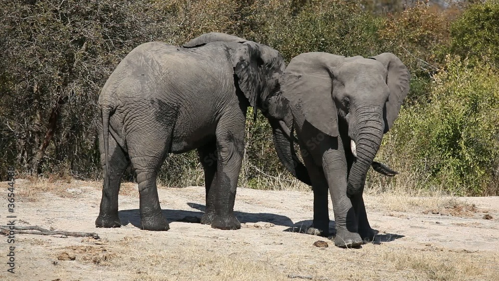 African elephants (Loxodonta africana), South Africa African elephants (Loxodonta africana), South Africa