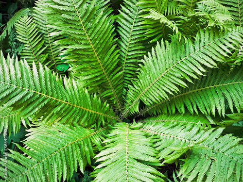 Fern. Floral background.