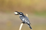 Pied Kingfisher (Ceryle rudis) with fish