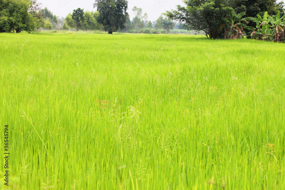 Rice field, Northeast Thailand.