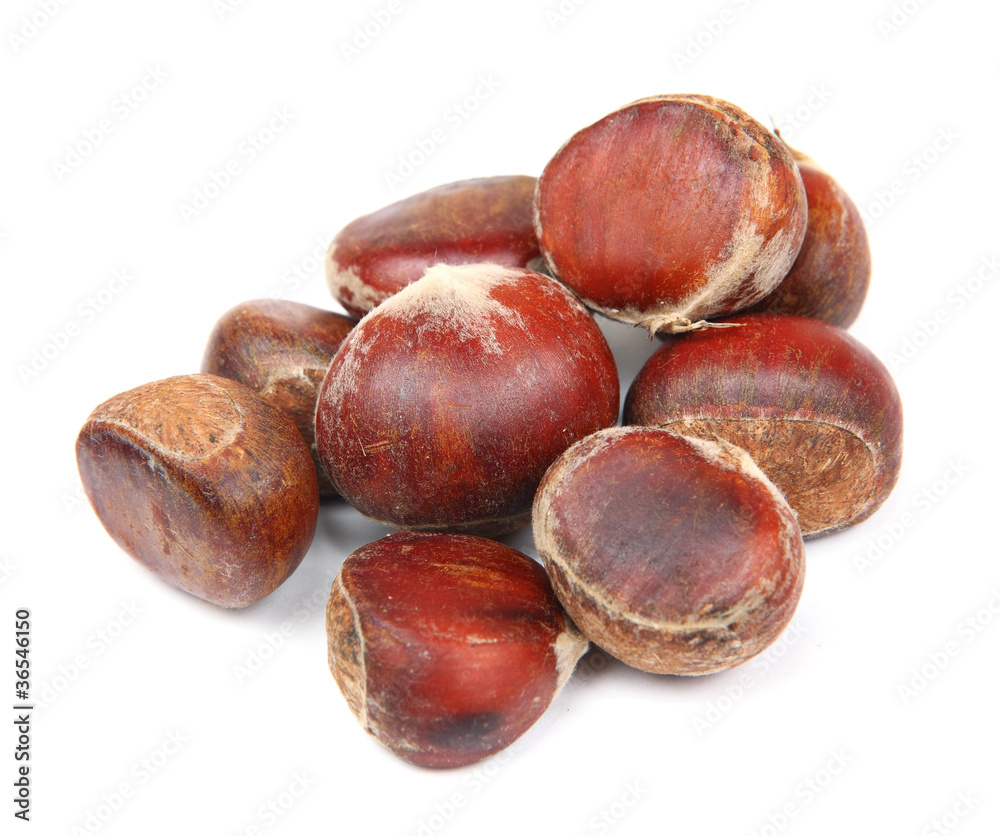 chestnut chestnut