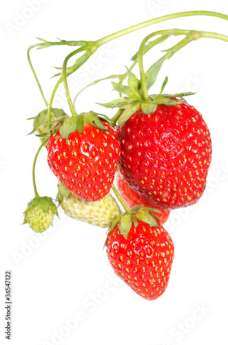 Fresh strawberry