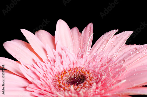 Gerbera flower on a black background