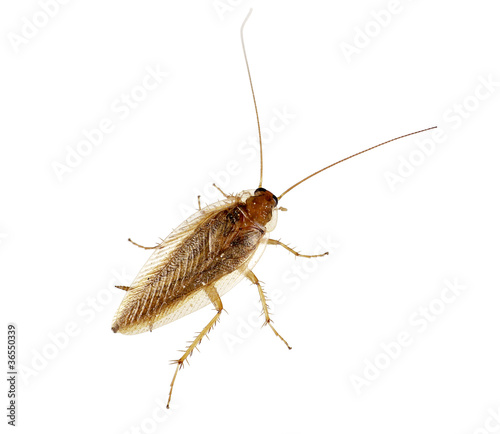 Cockroach over white background - Blatella germanica