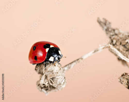 Ladybird aka Ladybug in habitat - Coccinella 7-punctata