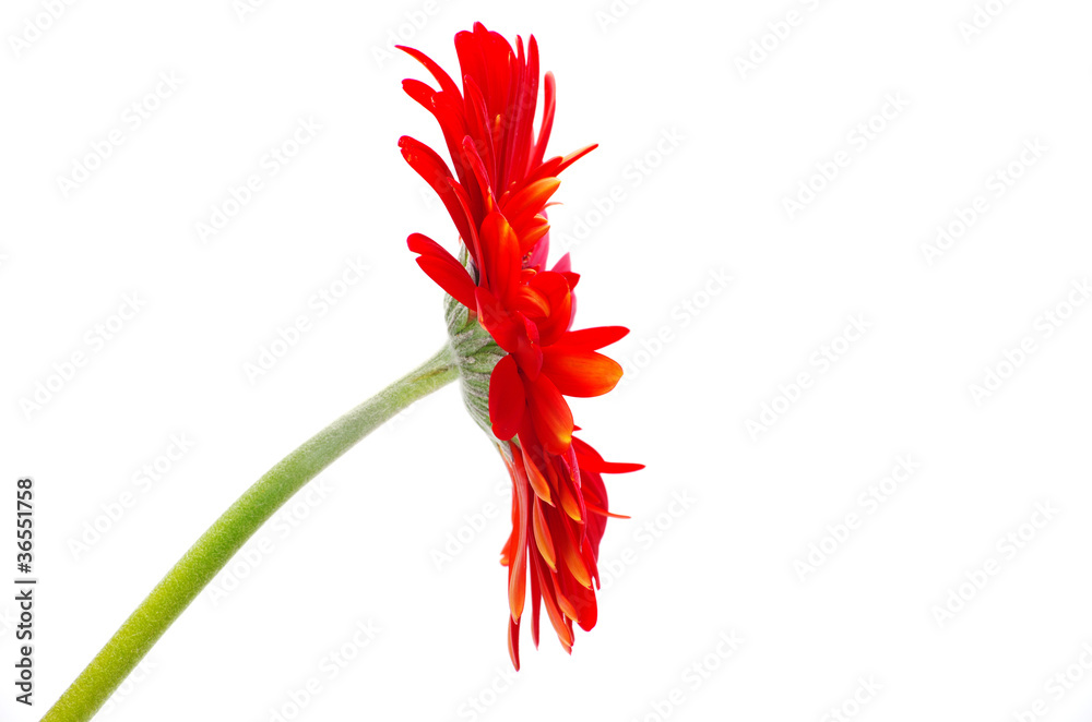 Fototapeta premium red gerbera