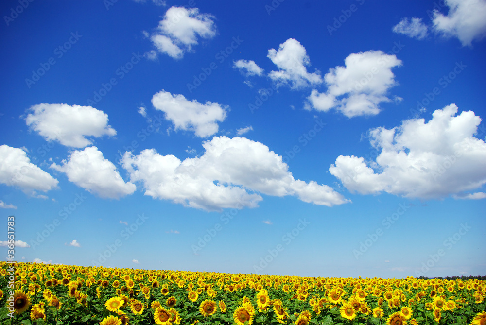 sunflower field sunflower field