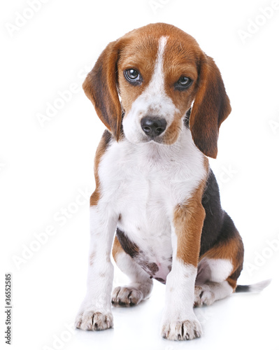 Plakat beagle puppy