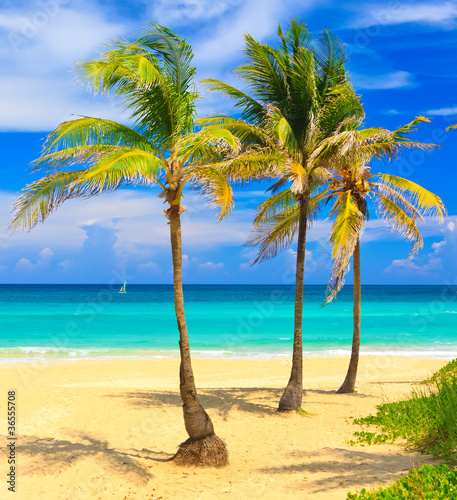 Fototapeta Naklejka Na Ścianę i Meble -  Coconut trees in the beautiful beach of Varadero in Cuba