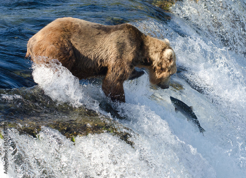 Wallpaper Mural Large Alaska brown bear waiting for salmon Torontodigital.ca