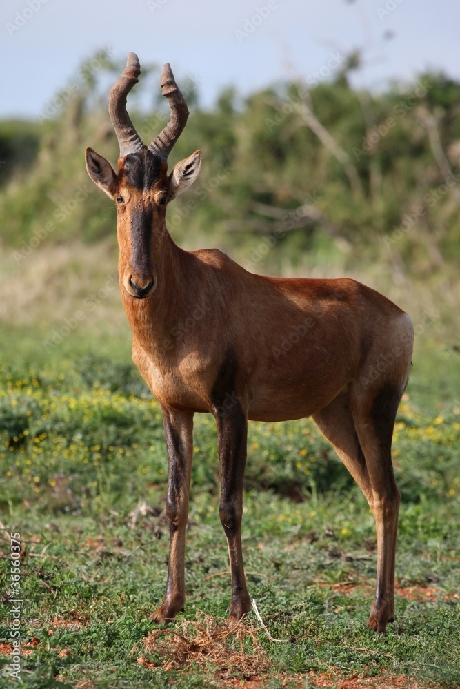 Red Hartebeest Antelope Red Hartebeest Antelope
