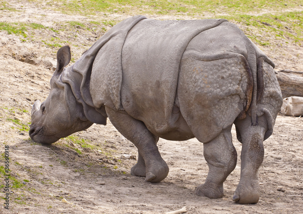 Obraz premium Wild Rhinoceros