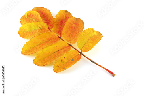 Fotografia Autumn twig of rowan-tree