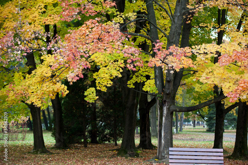 beautiful autumn trees in the park