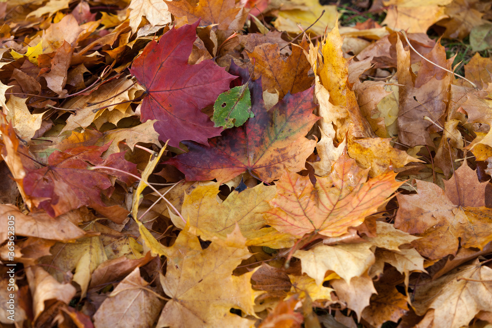 impression of leaves and autumn colors