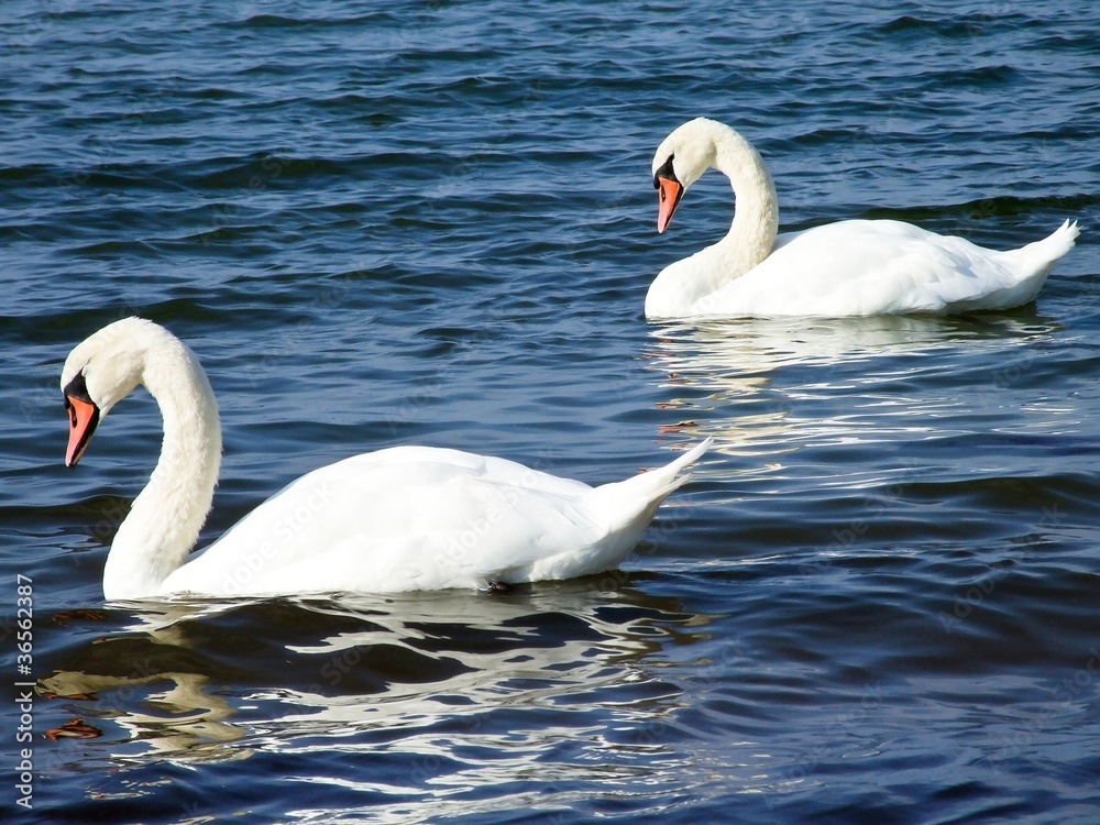 Obraz premium Zwei Schwäne auf der Ostsee, Boltenhagen, Mecklenburg-Vorpommern, Ostsee, Deutschland, Europa