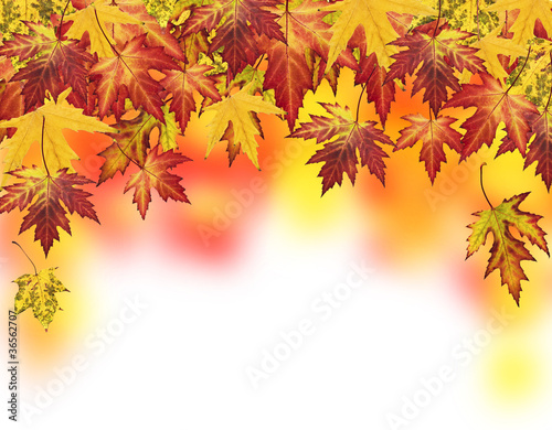 Autumn card of colored leafs