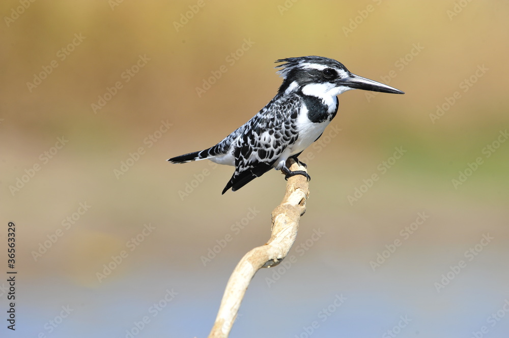 Obraz premium Pied Kingfisher