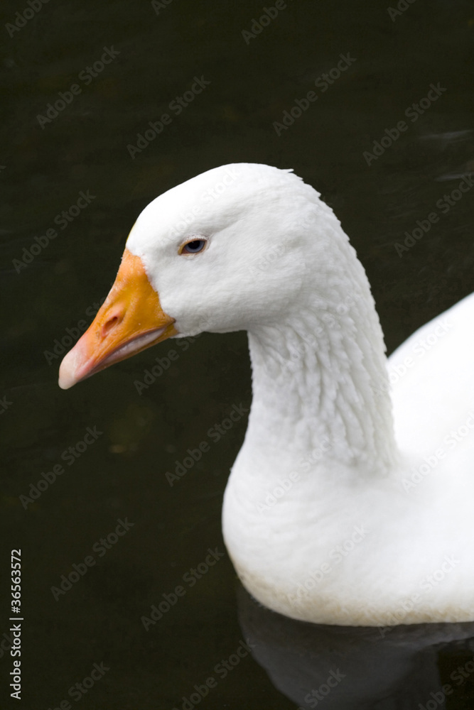 duck close up