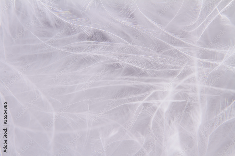 Fototapeta premium White feathers background