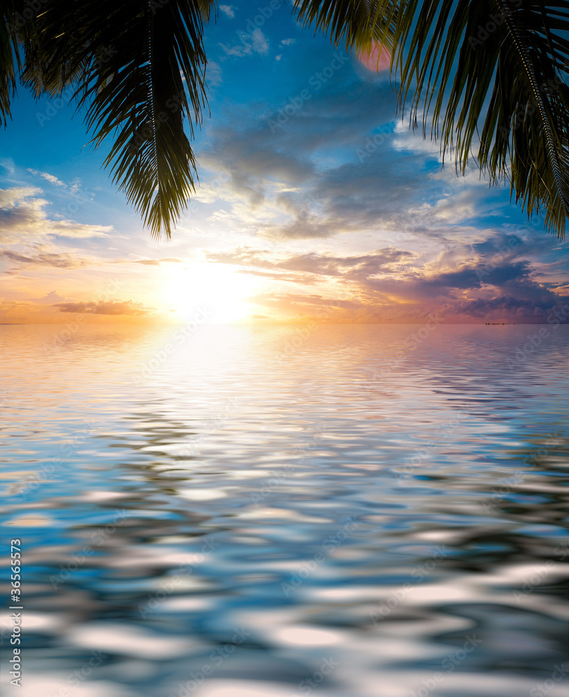 Calm Ocean Under Palm