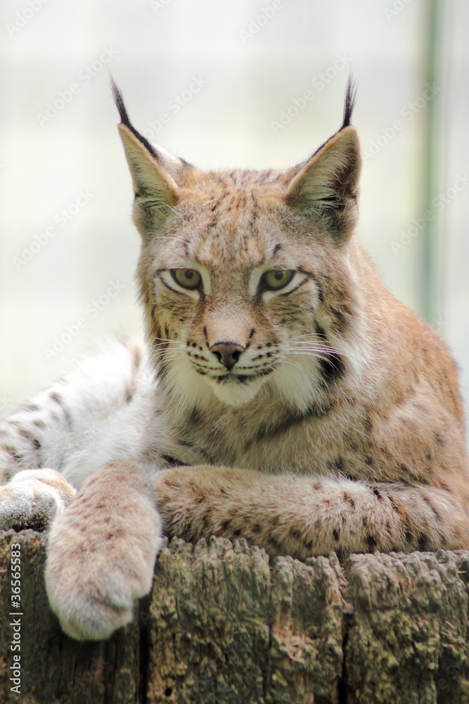 Naklejka premium Eurasischer Luchs (Lynx lynx) iauf Holzstamm liegend