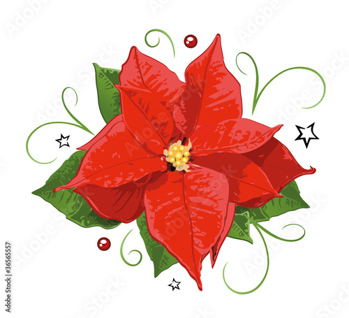 Weihnachtsstern, Adventstern, Christstern, flora