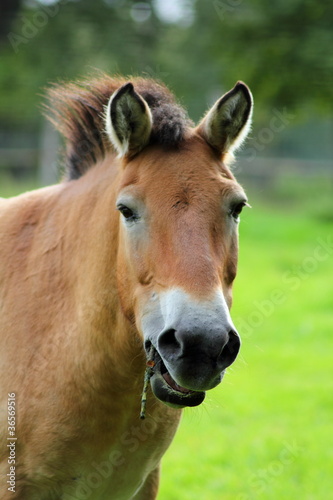 Portrait  Przewalski-Pferd